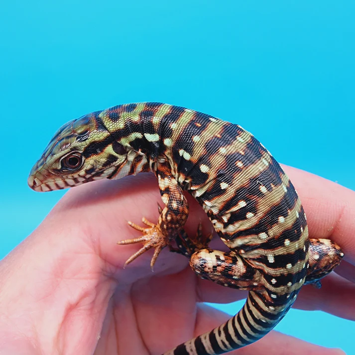 Leopard Geckos